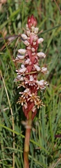 Satyrium cristatum cristatum