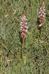 Satyrium cristatum cristatum