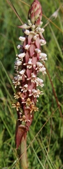 Satyrium cristatum cristatum