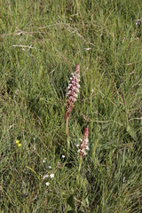 Satyrium cristatum cristatum