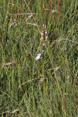 Brownleea recurvata