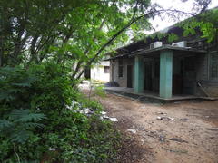 Peltophorum pterocarpum