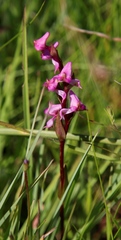Disperis tysonii