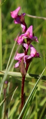 Disperis tysonii