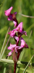 Disperis tysonii