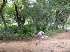 Peltophorum pterocarpum