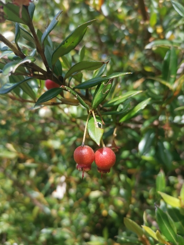 Image of Ugni Candollei (Ugni candollei) by (c) Inao Vasquez, some rights reserved (CC BY)