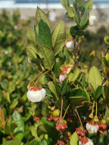 Image of Ugni Candollei (Ugni candollei) by (c) Inao Vasquez, some rights reserved (CC BY)