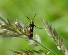 Eretmocera laetissima