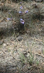 Penstemon inflatus
