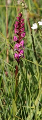 Disperis tysonii