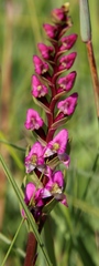 Disperis tysonii