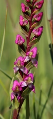 Disperis tysonii