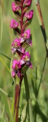 Disperis tysonii