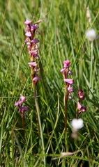 Disperis tysonii