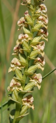 Disperis cardiophora