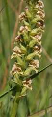 Disperis cardiophora