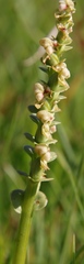 Disperis cardiophora