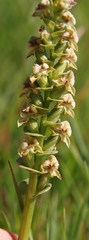 Disperis cardiophora
