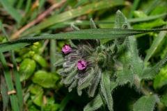 Boraginoideae