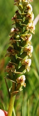 Disperis cardiophora