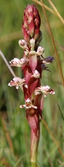 Satyrium cristatum cristatum