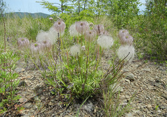 Pulsatilla dahurica