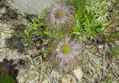 Pulsatilla dahurica