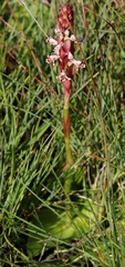 Satyrium cristatum cristatum