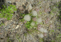 Pulsatilla dahurica