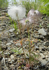 Pulsatilla dahurica