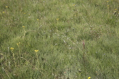 Alepidea natalensis