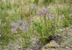 Pulsatilla dahurica