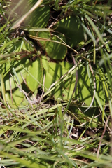 Alepidea natalensis