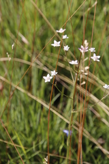 Alepidea natalensis