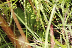 Alepidea natalensis