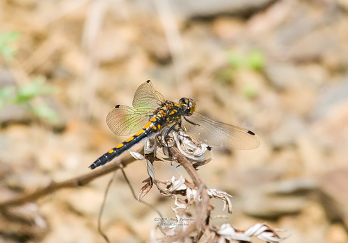 Leucorrhinia intermedia