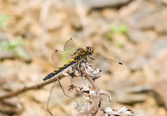 Leucorrhinia intermedia
