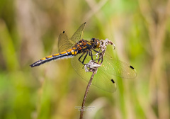 Leucorrhinia intermedia