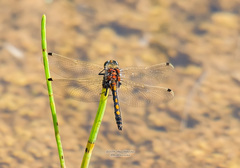 Leucorrhinia intermedia
