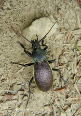 Carabus hummeli