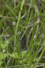Eleocharis ussuriensis