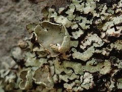 Notoparmelia testacea