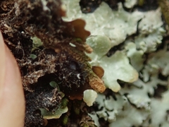 Notoparmelia testacea