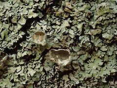 Notoparmelia testacea