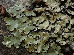 Notoparmelia testacea