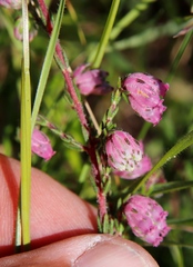 Erica cooperi