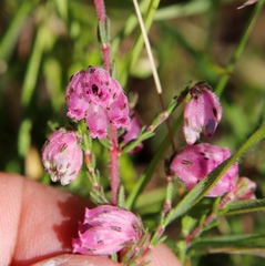 Erica cooperi