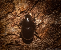 Hydissus feronioides