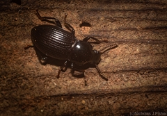 Hydissus feronioides